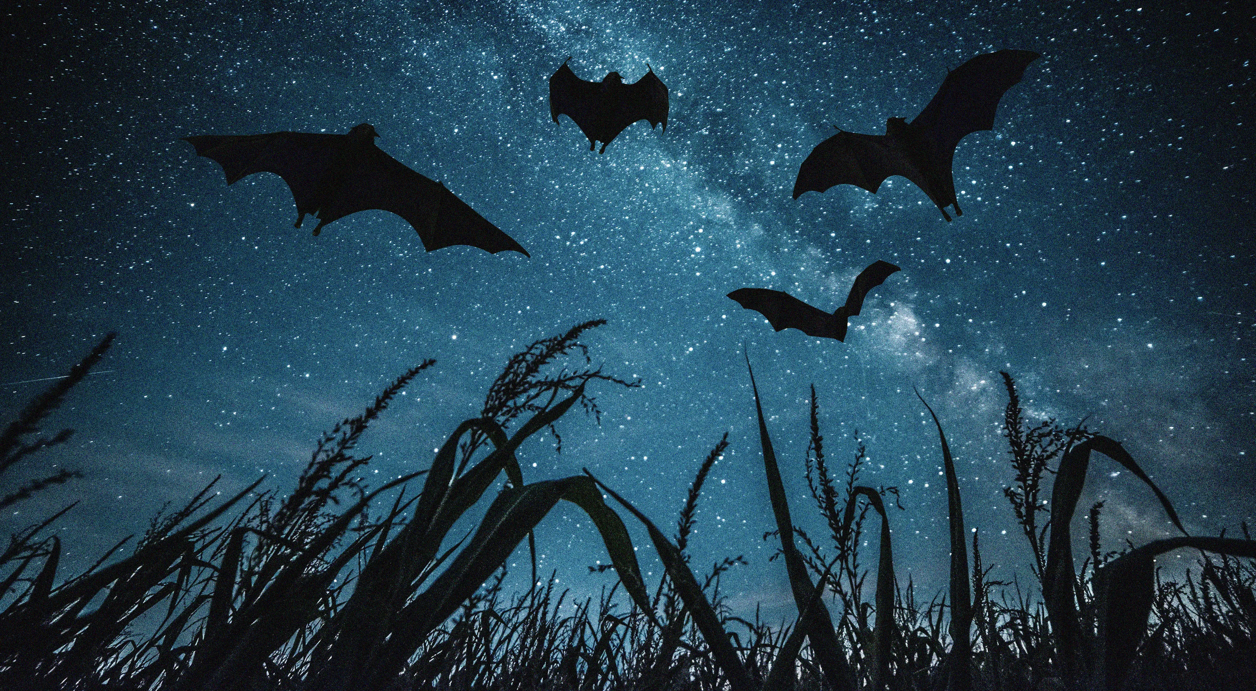 Life After Life explores the importance of bats, the once lucrative commodity of Guano, and how overconsumption effected biodiversity.